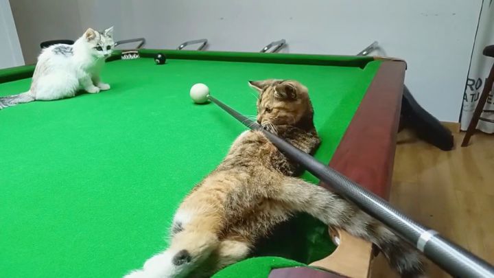 ビリヤードをサポートしてるつもりの猫、ギャラリーの目を猫尻にくぎづけ