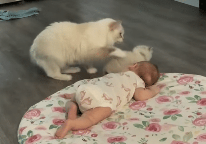 赤ちゃんに子猫を見せたくて、紹介してくれるママ猫さん。