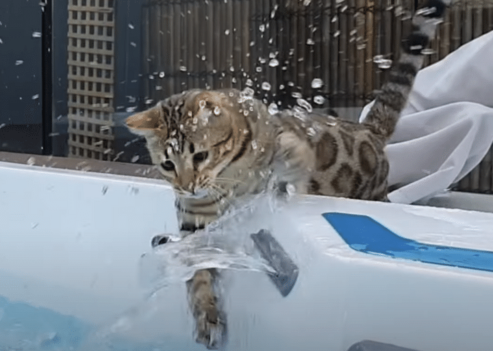 水遊びが大好きな猫もいるんだよ！ 夢中になっている姿が可愛い♡