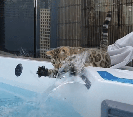 水遊びが大好きな猫もいるんだよ！ 夢中になっている姿が可愛い♡