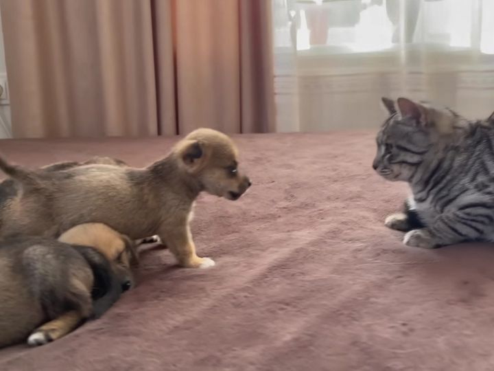 子犬と対面する猫