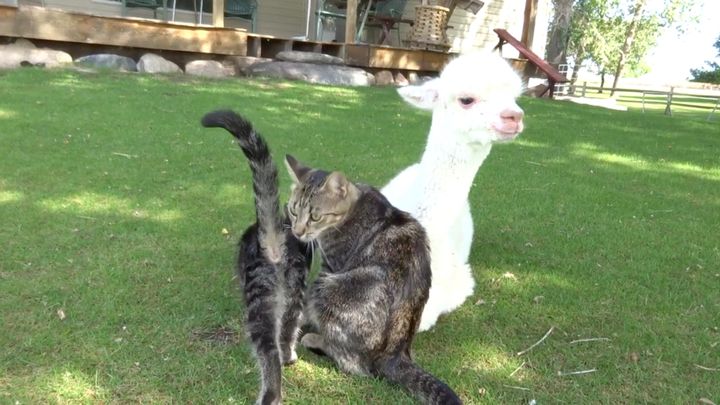 アルパカのそばでちょっと休みたい猫、子猫の世話でままならず