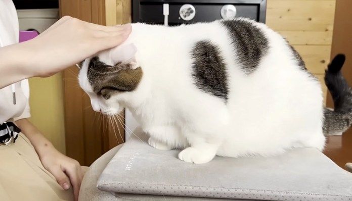 撫でられる猫