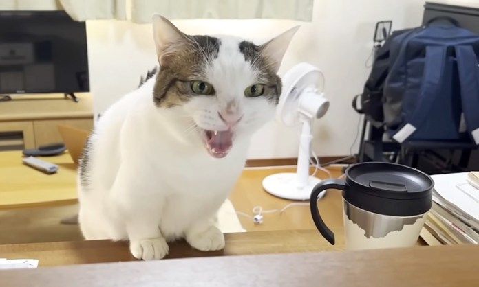 話しかけてくる猫