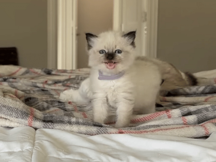 子猫「やめてよぉ！」 尻尾をブンブン、怒ってる？