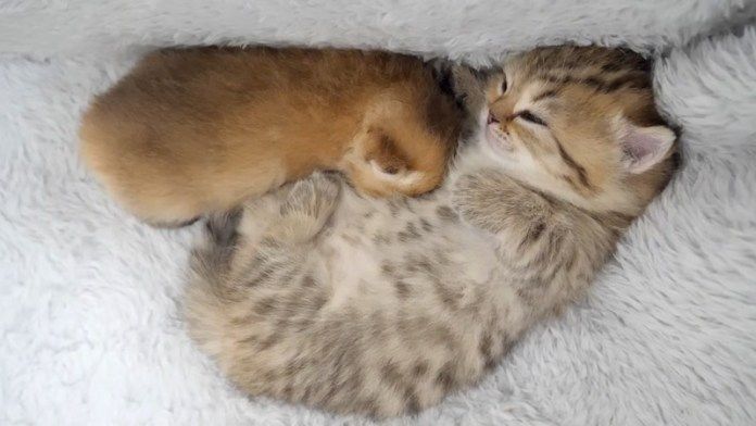 子猫と赤ちゃん猫