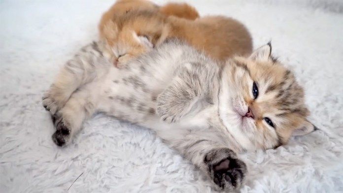 子猫と赤ちゃん猫