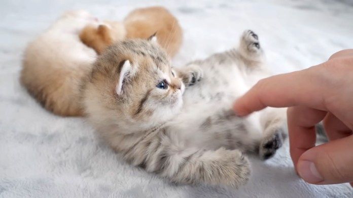 可愛い反応を返す子猫