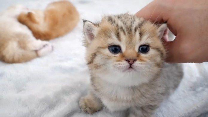 撫でられる子猫