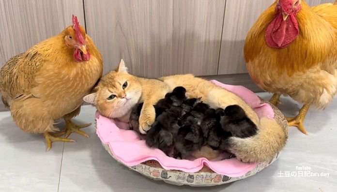 ヒナに寄り添う猫