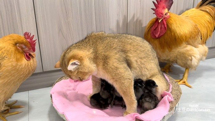 ヒナを見守る猫