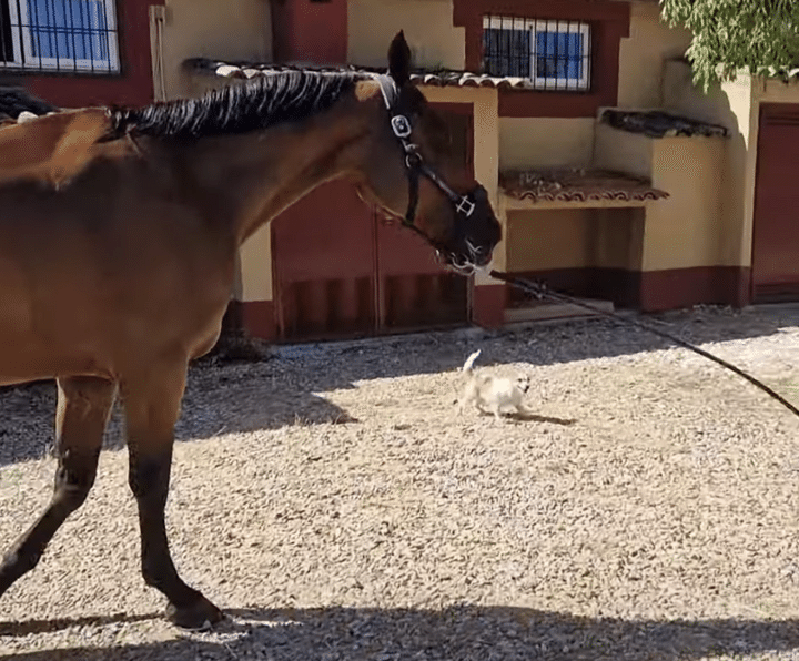 馬さんをお散歩させてあげたい！ リードを引っ張って頑張る犬さんたち。