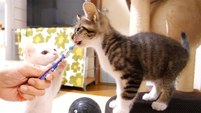 オヤツを食べる子猫