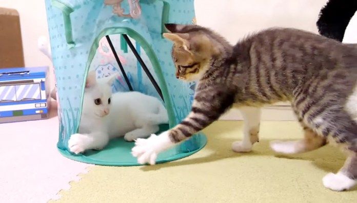 遊ぶ子猫達