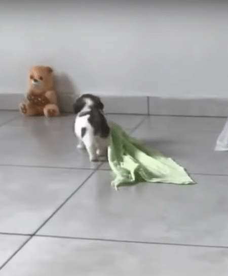 ピュアすぎて苦しい♡ 毛布を運ぶ子犬の目的が可愛すぎ！