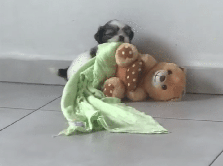 ピュアすぎて苦しい♡ 毛布を運ぶ子犬の目的が可愛すぎ！