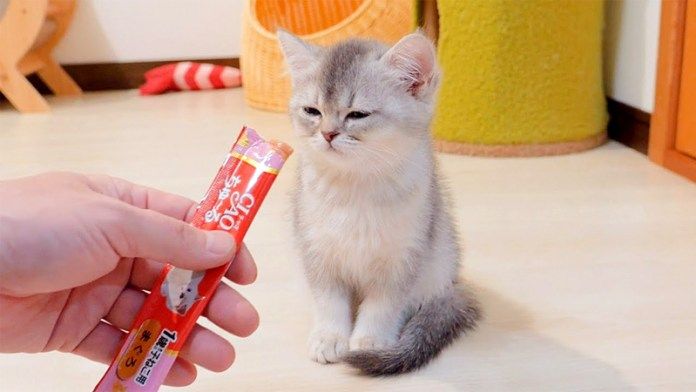 寝ぼけた子猫にちゅ〜るを食べさせる