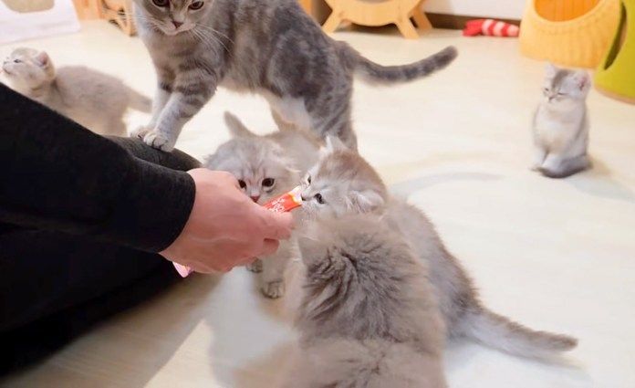 ちゅ〜るを食べる子猫達
