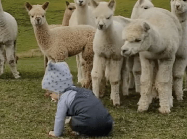 アルパカの子ども、人間の赤ちゃんに興味津々。
