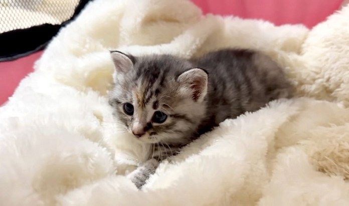 毛布に包まれる子猫