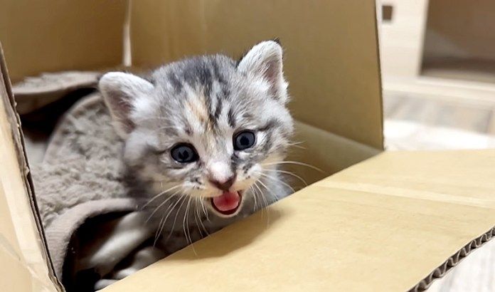 保護された子猫