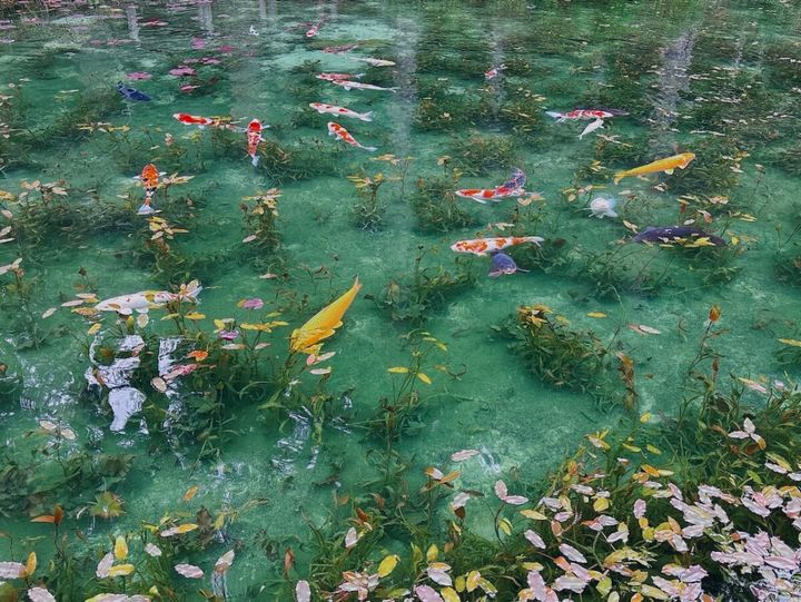 岐阜「モネの池＜名もなき池＞」のスマホ撮影方法！】見頃の季節・時間