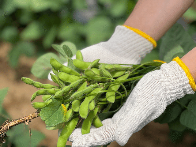 東京クラフト枝豆WEEK
