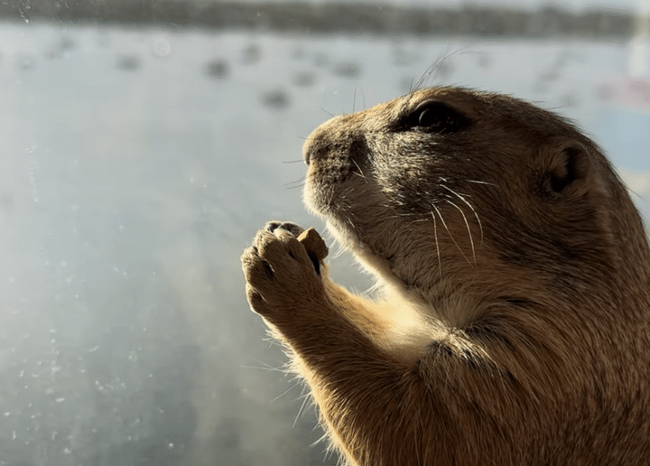 ポリポリッ。綺麗な景色を見ながらおやつ！プレーリードッグのASMR。