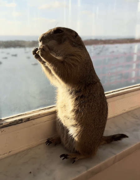 ポリポリッ。綺麗な景色を見ながらおやつ！プレーリードッグのASMR。