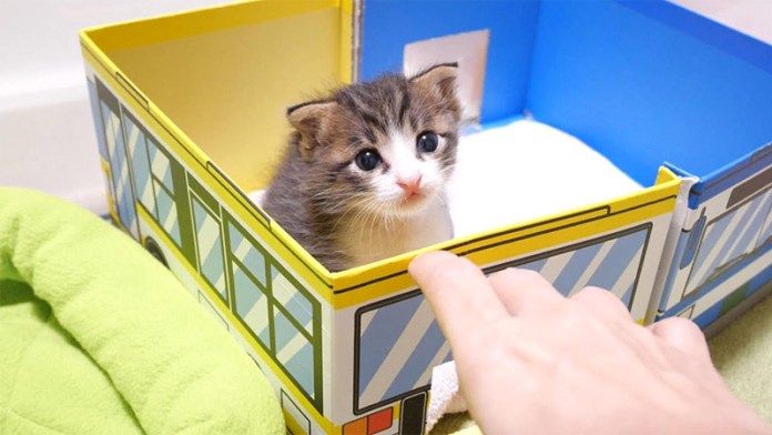 バスの中から見つめてきた子猫