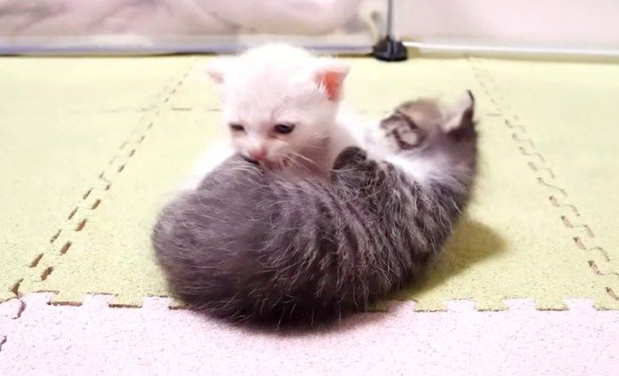 プロレスごっこをする子猫達