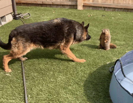 小さいけど気は強いマーモット！ 大型犬もタジタジ！