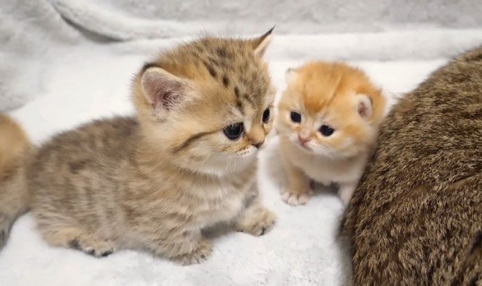 子猫と赤ちゃん猫