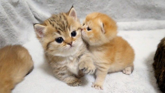 子猫と赤ちゃん猫