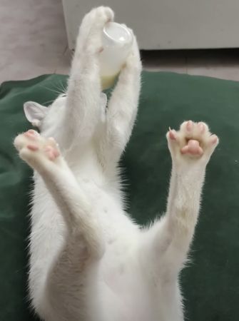 ゴクゴク！ ぷっはぁ〜♪ ミルクを一気飲みする猫ちゃん。