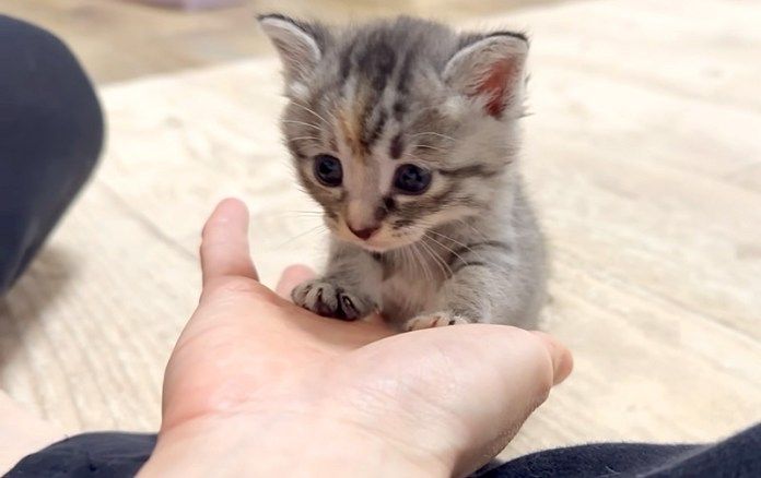 手にくっつく子猫