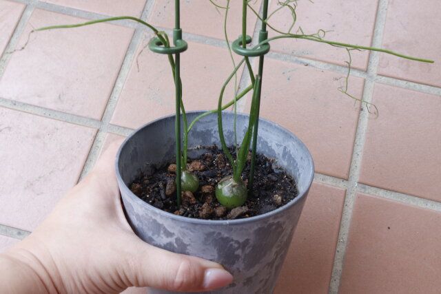 セリアの優秀な小さい園芸支柱 30cm 4P