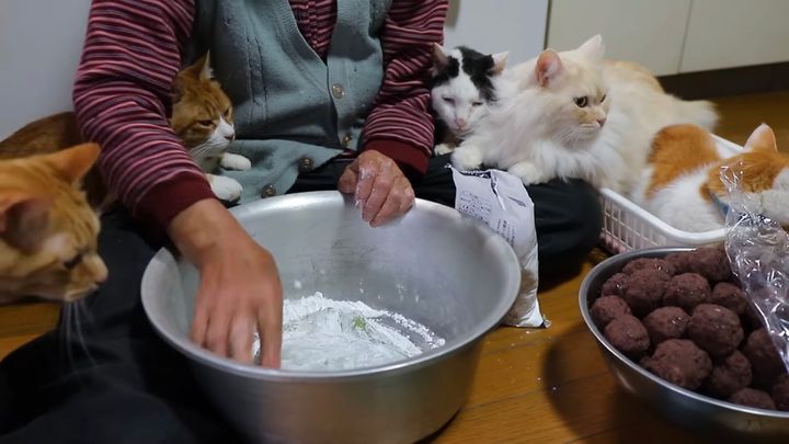 とりどりの味付け餅のような猫たち、草餅作りをお手伝い