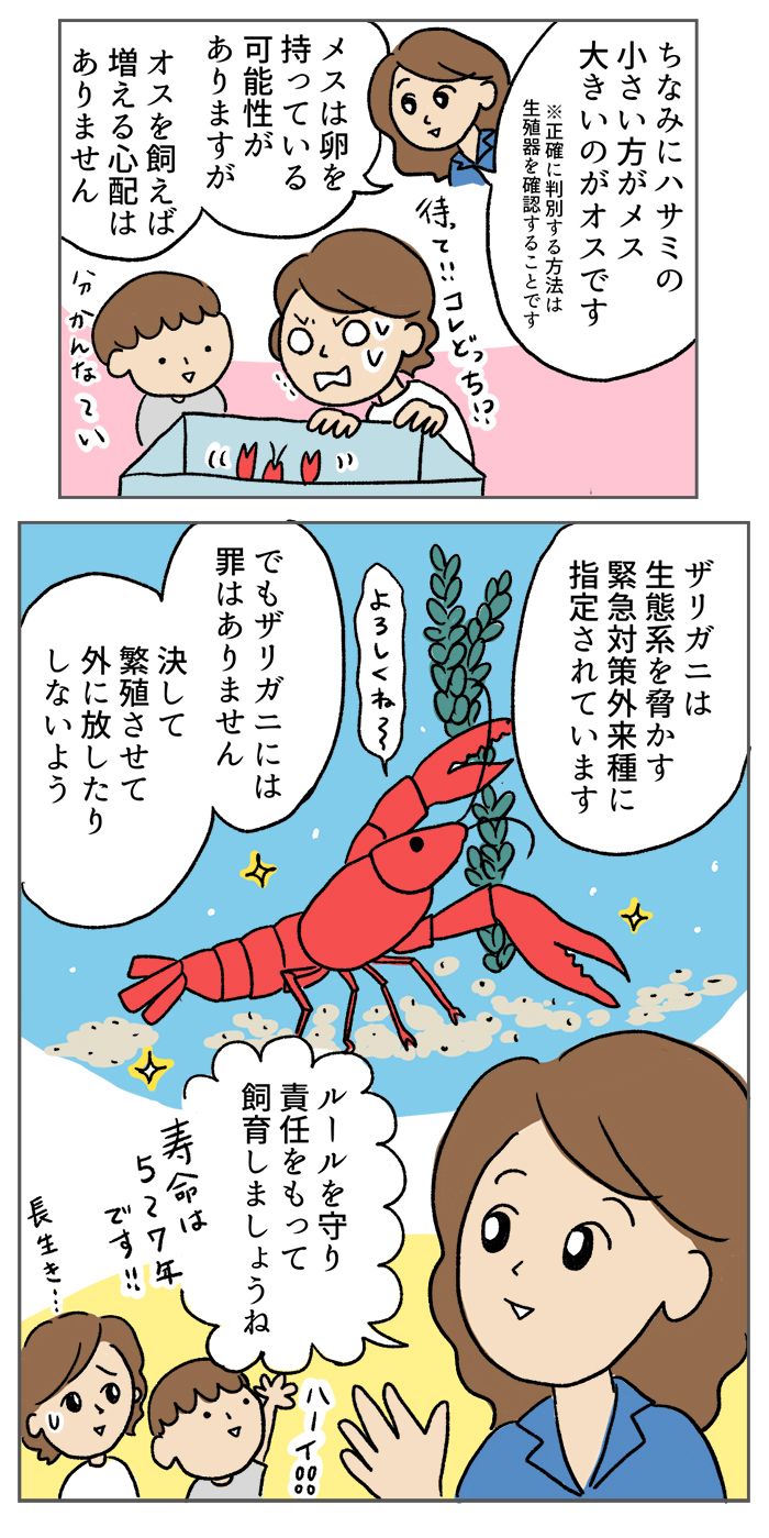 ザリガニは脱走注意！「苦手ママ」が飼育するときのポイント【マンガでわかる！ おっかなびっくり飼育】の画像4