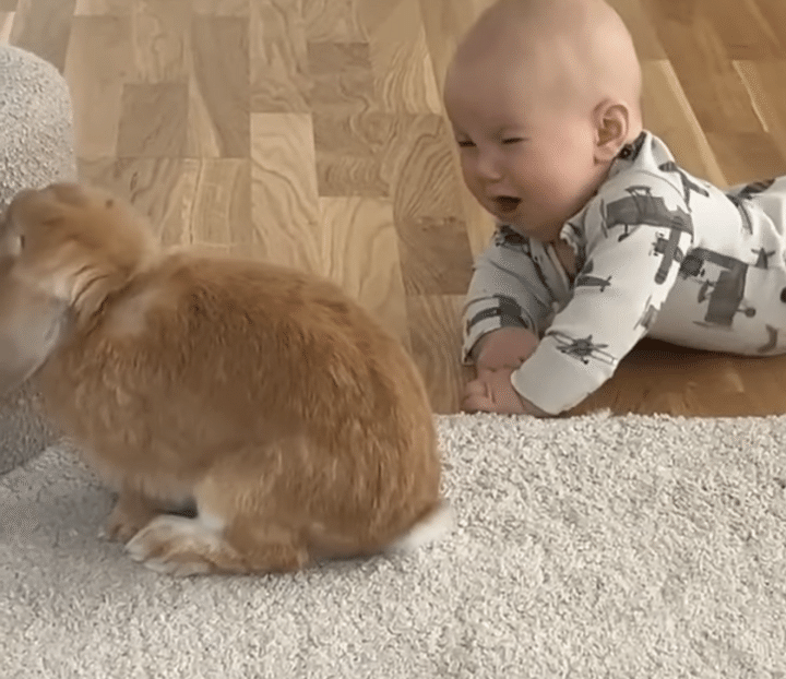 なんでだよぉ〜！ ウサギさんのそっけない態度に、赤ちゃん号泣！
