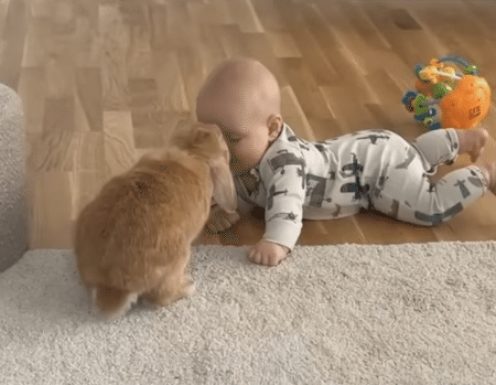 なんでだよぉ〜！ ウサギさんのそっけない態度に、赤ちゃん号泣！