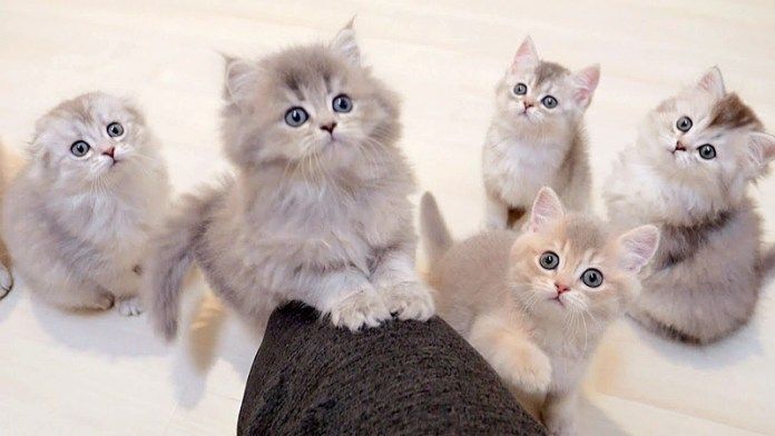 オモチャが気になる子猫達