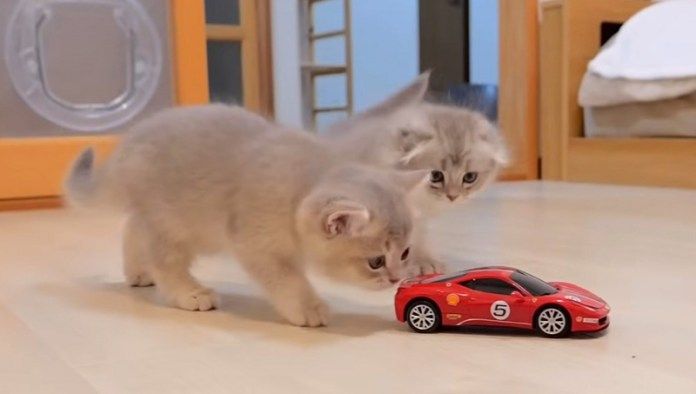 車を追いかける子猫達