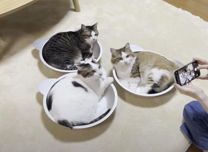 仲良し猫鍋♡ featured-image.