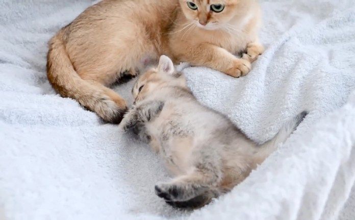 世話をされる子猫