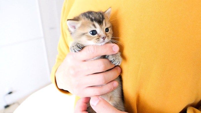 抱っこされる子猫