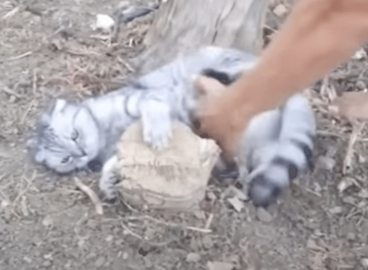 猫「ずっとコレで遊ぶの〜！」切り株を気に入りすぎて帰宅拒否。