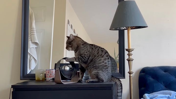 扇風機でノイズ奏でる猫DJ、建築現場をリアルに再現