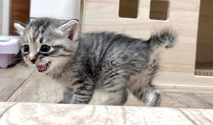 歩き回る子猫