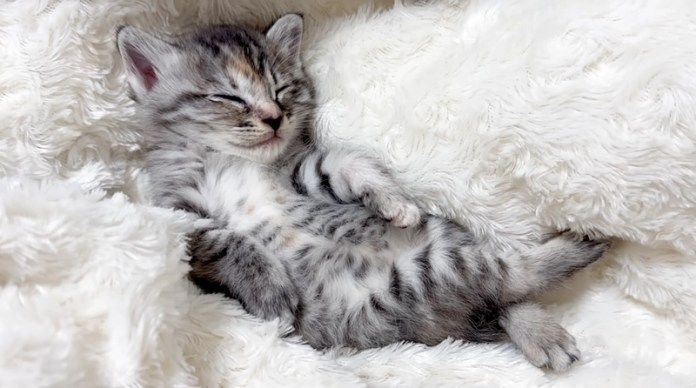 眠る子猫